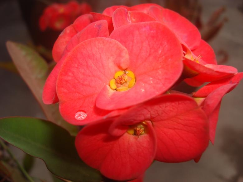 Free stock image of Water drop in cactus flower created by Rameshwore Shrestha
