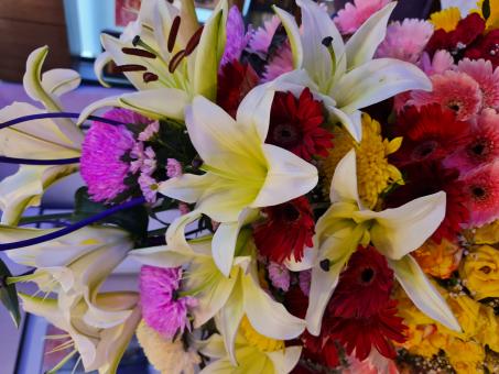 Extraordinary colourful flower  - Free Stock Photo
