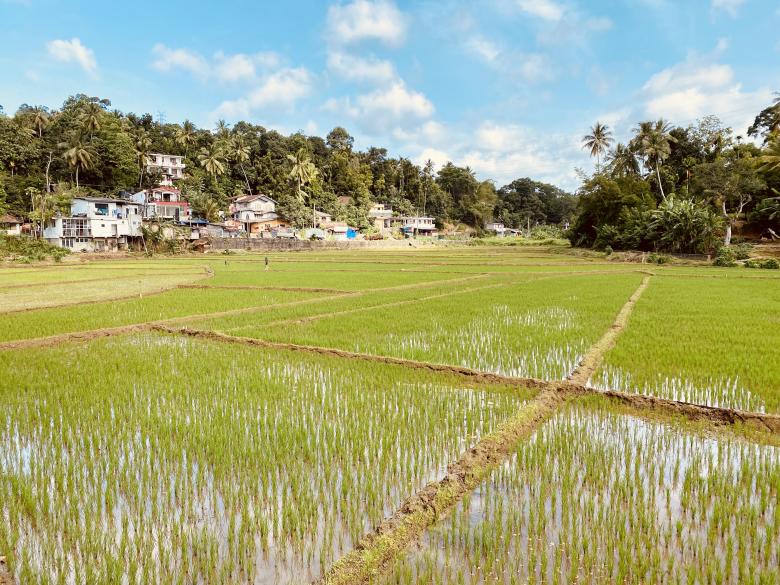 Free stock image of Road side paddy field with nice nature view created by SK
