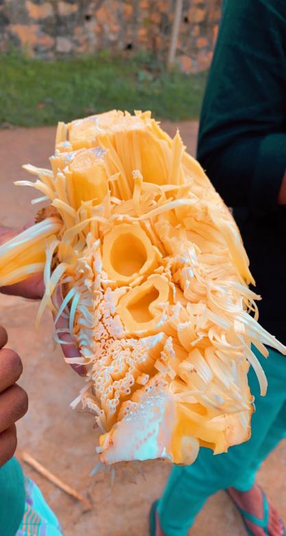 Free stock image of Jack fruit with the natural light  created by SK