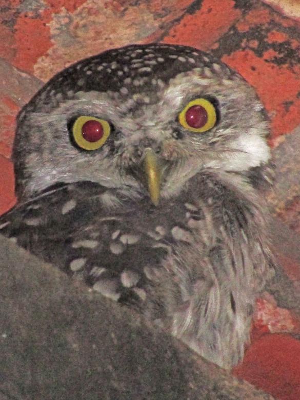 Free stock image of Spotted owlet created by sylvester alphonso