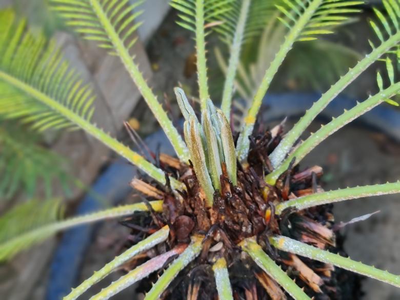 Free stock image of Flower of tree created by MAHBUB MORSHED BHUYAN