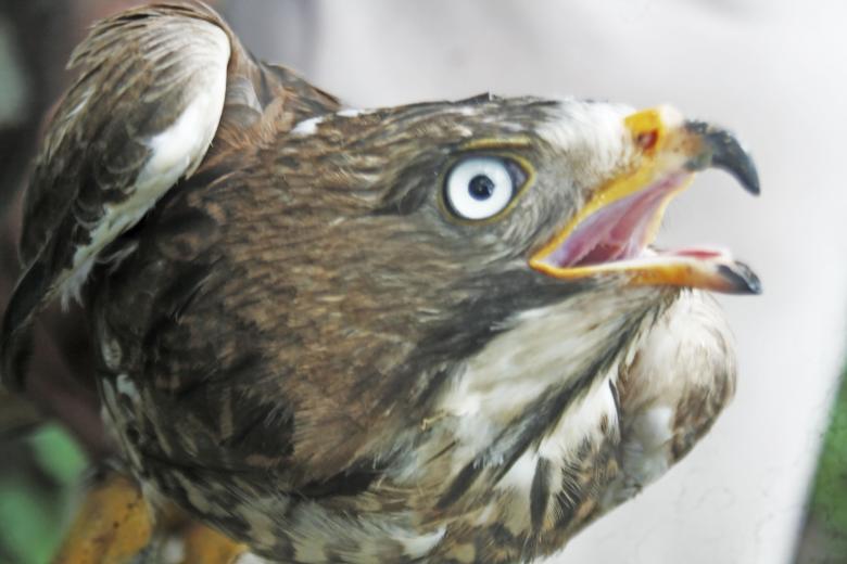 Free stock image of white eye buzzard created by sylvester alphonso