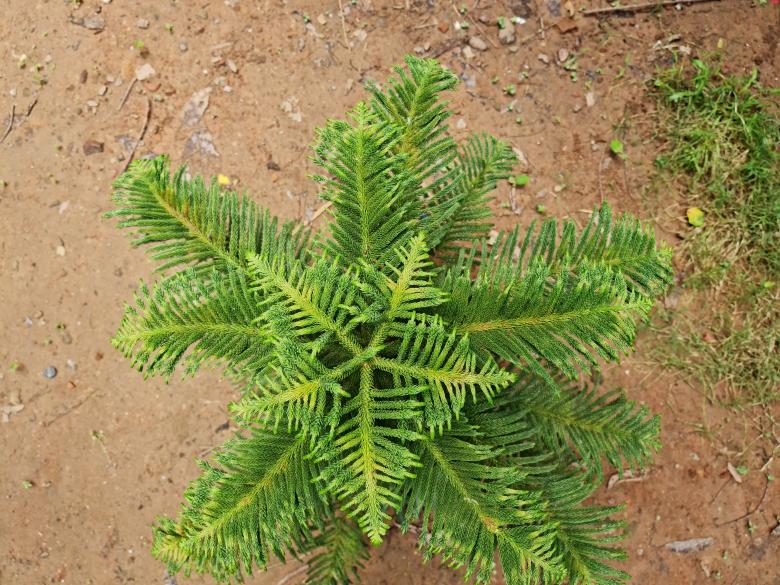 Free stock image of Cris mas tree from upper view  created by MAHBUB MORSHED BHUYAN