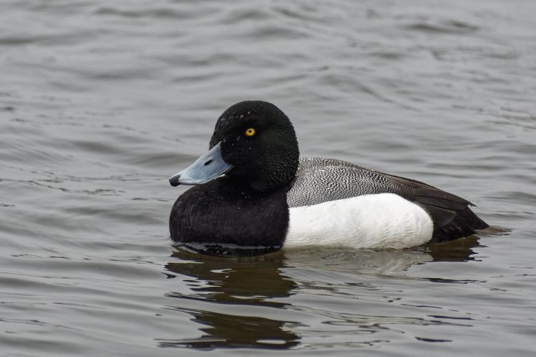 Free stock image of Scaup Duck created by Geoffrey Whiteway