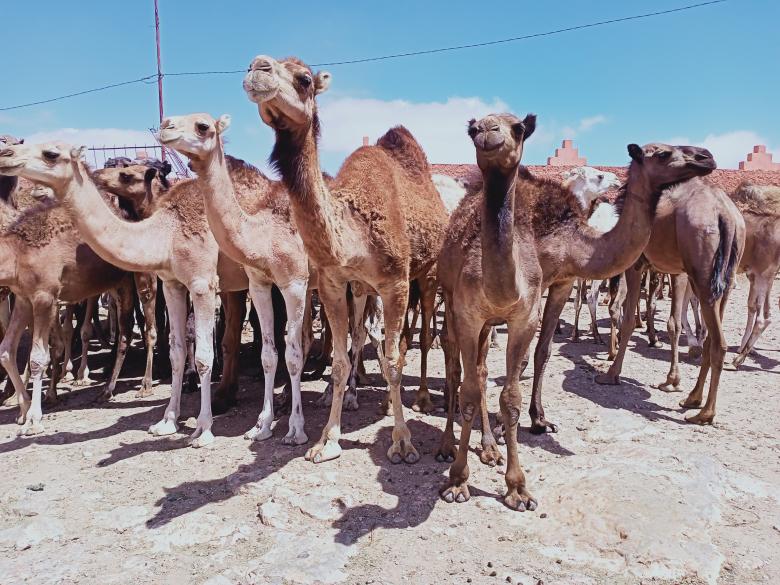 Free stock image of Camels at market created by snaike