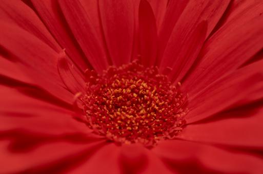 Free Stock Photo of Red Flower Macro