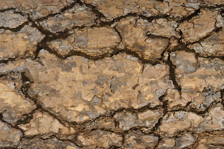 Free stock image of Gnarly Bark created by Secret Agency
