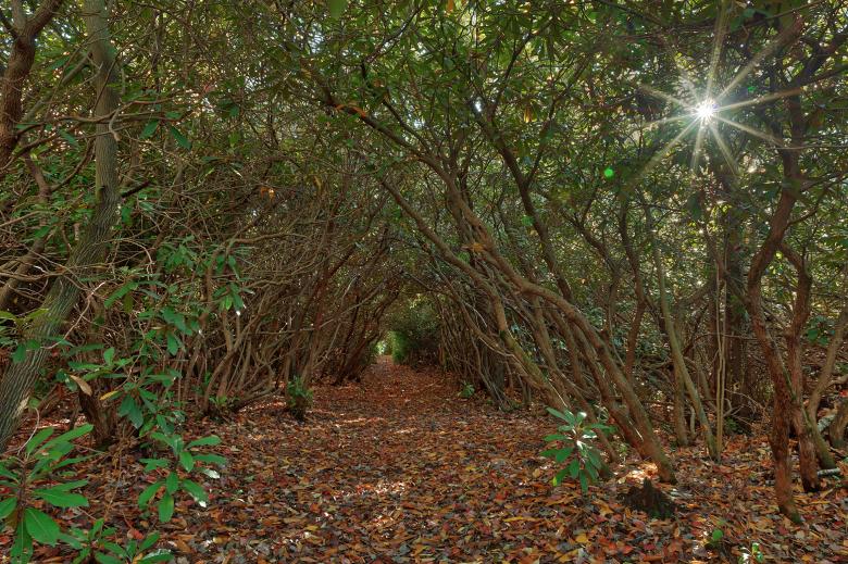 Free stock image of Rhody Sunburst Trail created by Nicolas Raymond