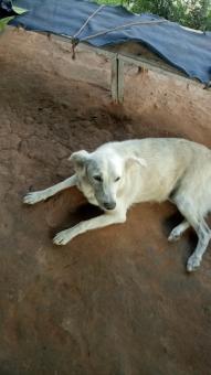 White dog - Free Stock Photo