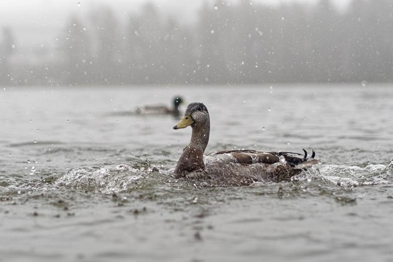 Free stock image of Mallard duck in the rain created by Geoffrey Whiteway