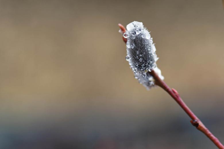 Free stock image of Pussy willow with water droplets created by Geoffrey Whiteway