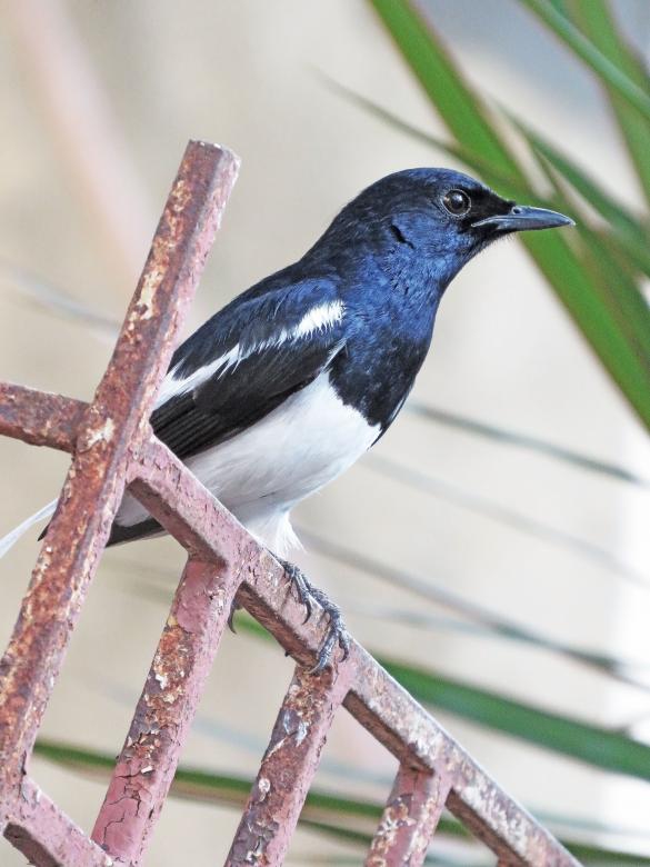 Free stock image of Oriental magpie robin created by sylvester alphonso