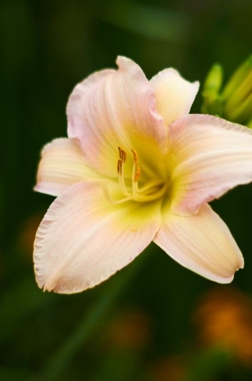 Free stock image of Lily Flower created by Secret Agency