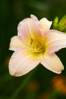 Free Stock Photo of Lily Flower