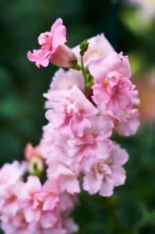 Free Stock Photo of Pink Flowers