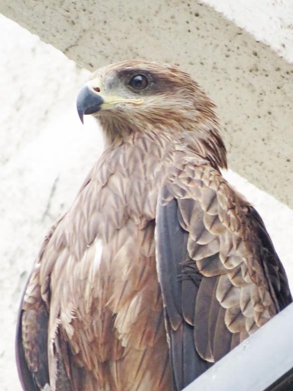 Free stock image of Black kite created by sylvester alphonso