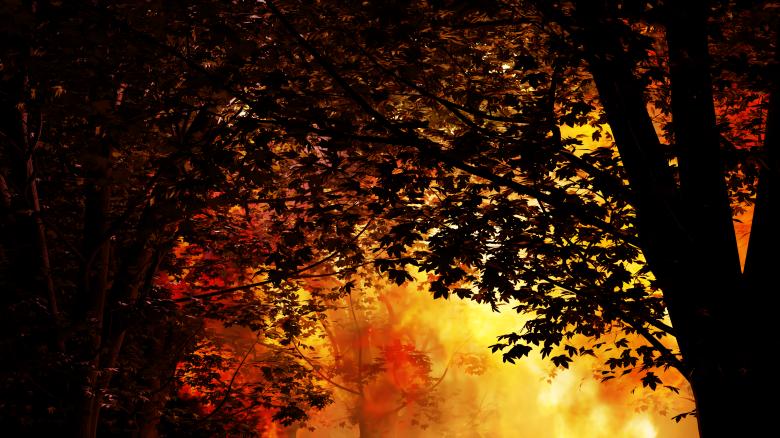 Free stock image of Forest fire created by vanessa siebert