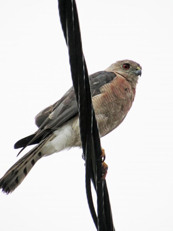 Free stock image of Shikra- Male created by sylvester alphonso