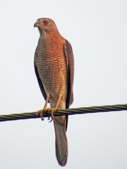 Shikra- Female - Free Stock Photo