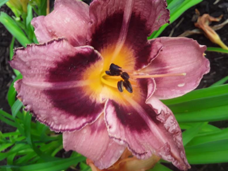 Free stock image of A beautifull purple iris created by Barbara L Rea
