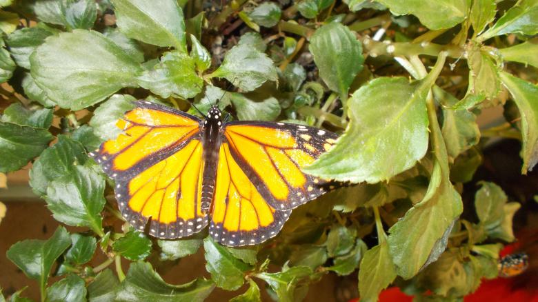 Free stock image of A Beautifull Monarch Butterfly created by Barbara L Rea