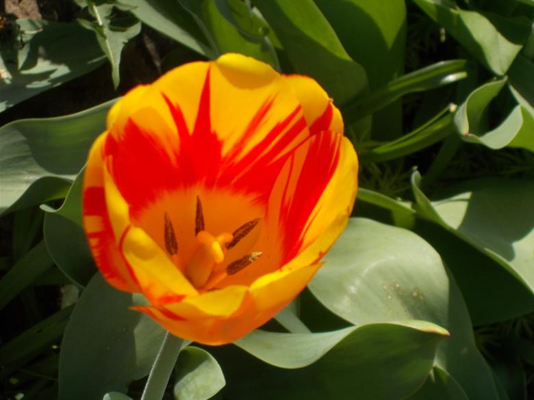 Free stock image of A Beautifull Orange Tulip created by Barbara L Rea