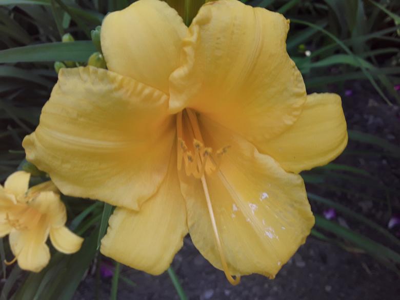 Free stock image of Yellow Lilie created by Barbara L Rea