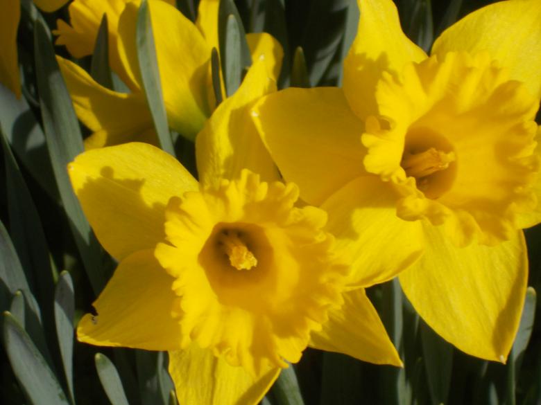 Free stock image of Yellow Daffodils created by Barbara L Rea