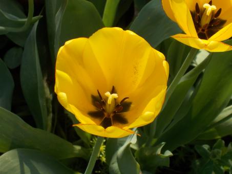 A Yellow Tulip - Free Stock Photo