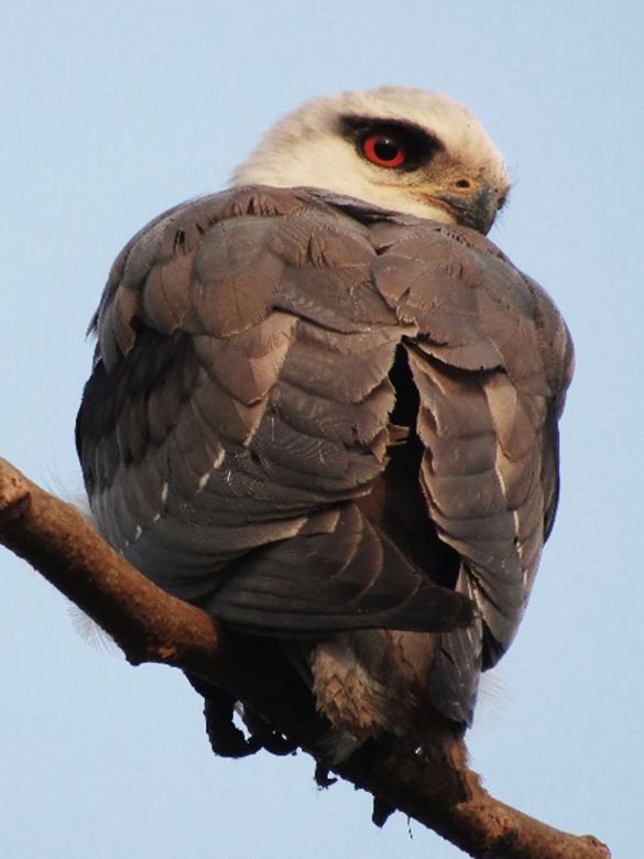 Free stock image of Black winged kite created by sylvester alphonso