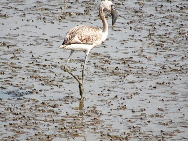 Free stock image of lesser flamingo created by sylvester alphonso