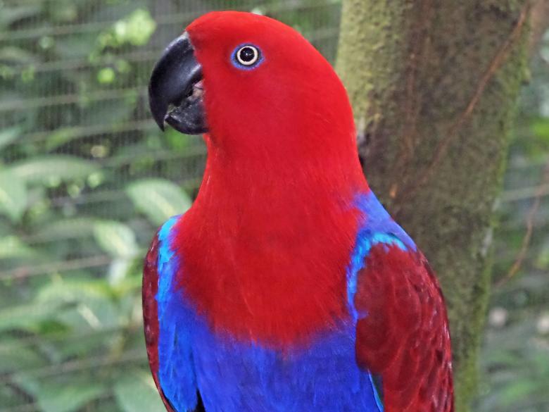 Free stock image of Eclectus parrot created by sylvester alphonso