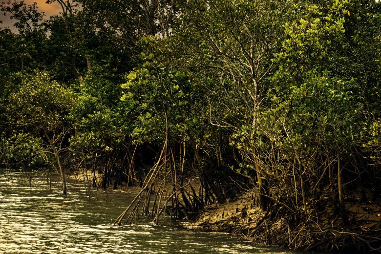 Free stock image of Gorjon Tree Sundarban created by Maitheli Maitra