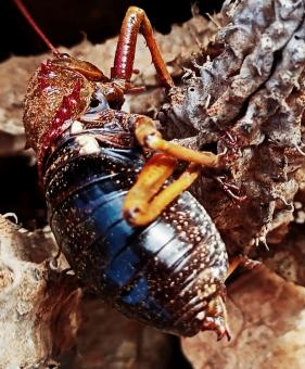 beetle close-up - Free Stock Photo