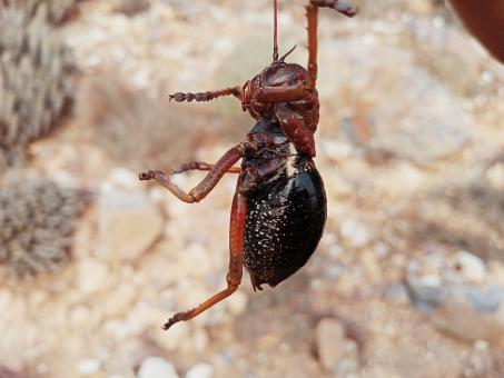 Close up insect - Free Stock Photo