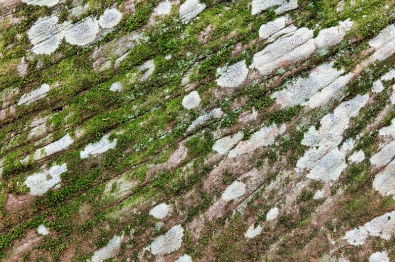 Free stock image of Lichen Stone Lines created by Nicolas Raymond
