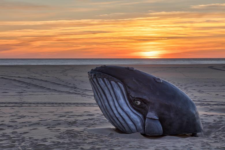 Free stock image of Whale Beach Sunrise created by Nicolas Raymond