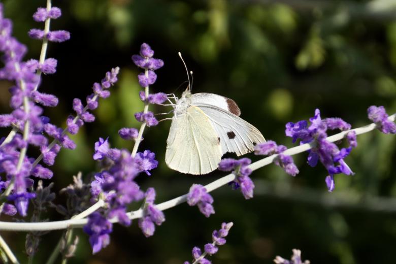 Free stock image of Large White Butterfly created by Andrew Chilvers