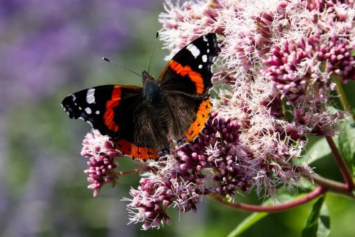 Red Admiral Butterfly - Free Stock Photo
