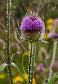 Thistle Plant - Free Stock Photo