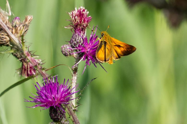 Free stock image of Gatekeeper Butterfly created by Andrew Chilvers