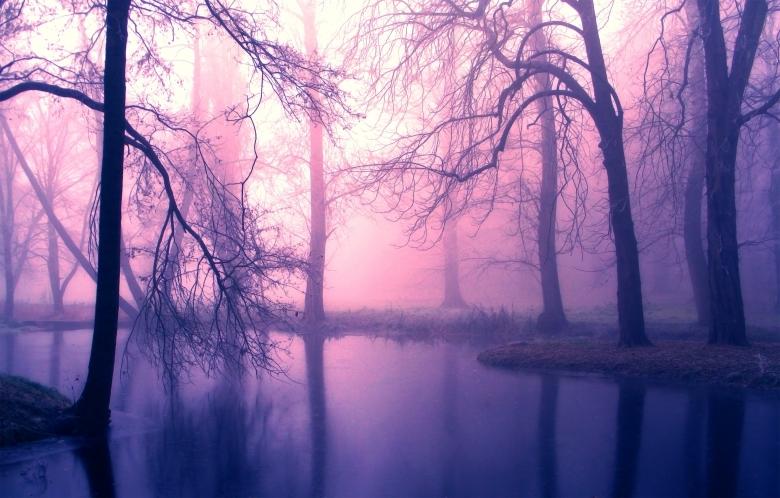 Free stock image of Foggy Light Mist in Forest Trees created by Ramkumar