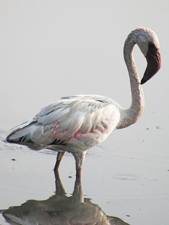 Free stock image of Lesser flamingo created by sylvester alphonso