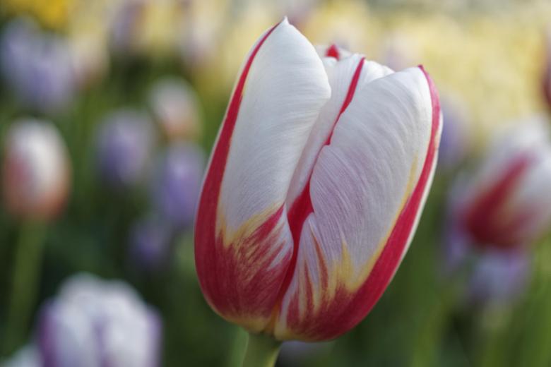 Free stock image of Red and white tulip created by Geoffrey Whiteway