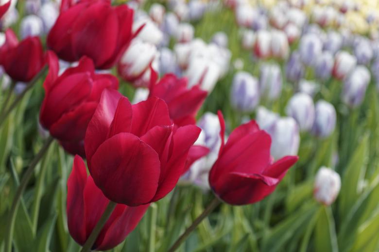 Free stock image of Red tulips created by Geoffrey Whiteway