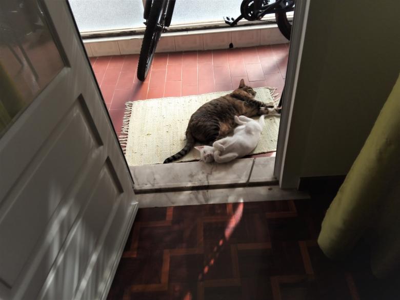 Free stock image of Gatos a dormir created by Luis Chamorrinha