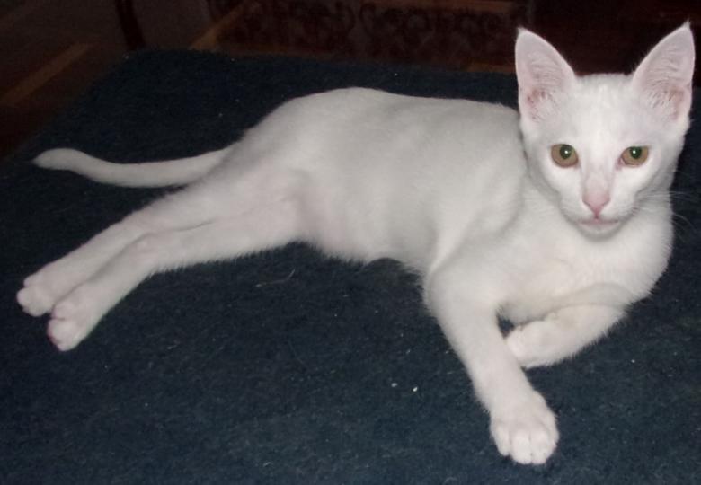 Free stock image of Gato Tuxo created by Luis Chamorrinha
