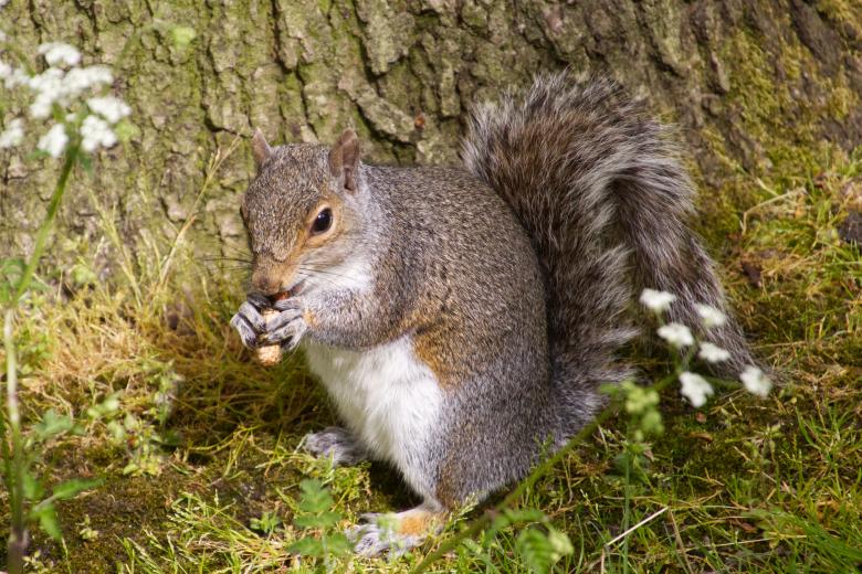 Free stock image of Grey Squirrel created by Andrew Chilvers