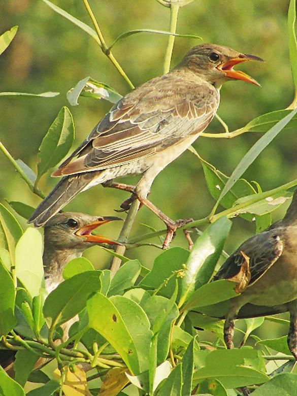 Free stock image of long billed pipit created by sylvester alphonso
